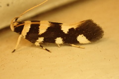 Macrobathra arrectella