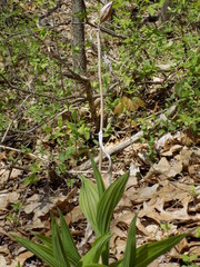 Cypripedium parviflorum pubescens