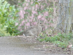 Oryctolagus cuniculus