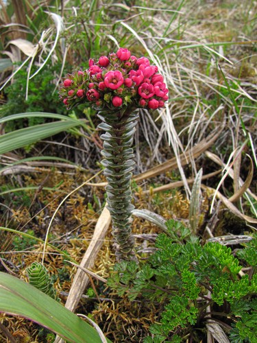 Gentianella fastigiata