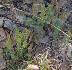 Thymelaea pubescens