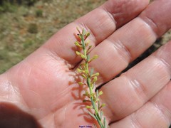Thymelaea pubescens