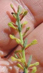 Thymelaea pubescens