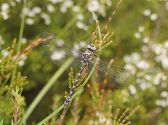 Austroaeschna flavomaculata