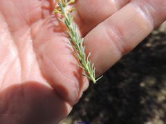Thymelaea pubescens