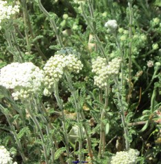 Achillea odorata