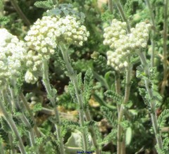 Achillea odorata