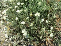 Achillea odorata