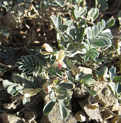 Astragalus chamaeleuce