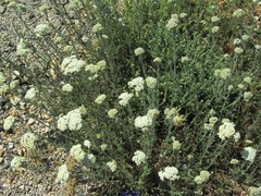 Achillea odorata