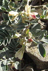Astragalus chamaeleuce