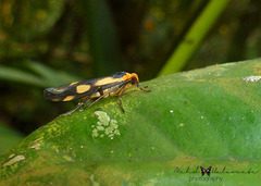 Chrysoscota vagivitta