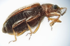 Corticarina minuta