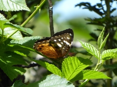 Paralethe dendrophilus