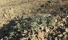 Astragalus chamaeleuce