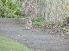 Oryctolagus cuniculus