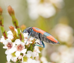 Castiarina delectabilis