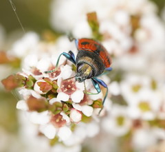 Castiarina delectabilis