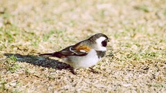 Passer melanurus vicinus