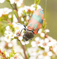 Castiarina delectabilis