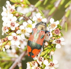 Castiarina delectabilis