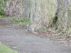 Oryctolagus cuniculus