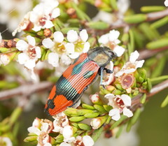 Castiarina delectabilis