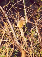 Colius striatus minor