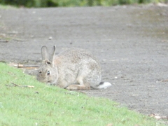 Oryctolagus cuniculus