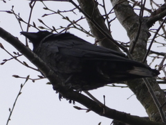 Corvus corone