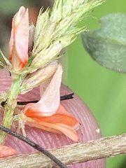 Indigofera hochstetteri