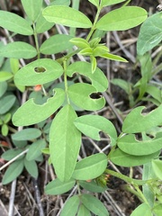 Indigofera hochstetteri