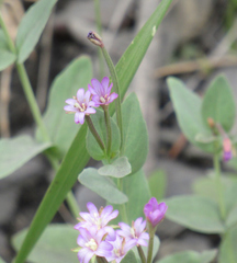 Epilobium glaberrimum