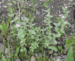 Epilobium glaberrimum