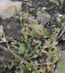 Sagina saginoides