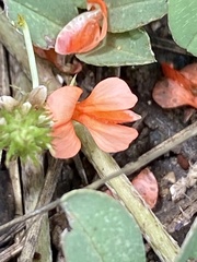 Indigofera hochstetteri