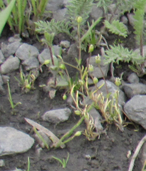 Sagina saginoides