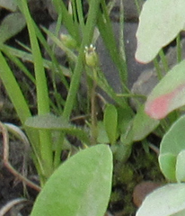 Sagina saginoides
