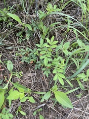 Indigofera hochstetteri