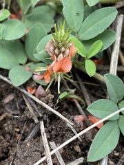 Indigofera hochstetteri