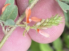 Indigofera hochstetteri