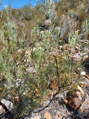 Serruria dodii