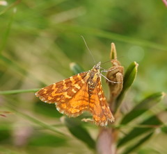 Chrysolarentia chrysocyma