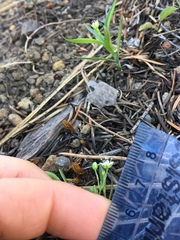 Moehringia