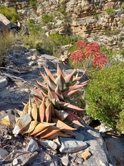 Aloe perfoliata