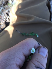 Moehringia