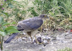 Accipiter nisus