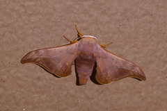 Comparmustilia sphingiformis