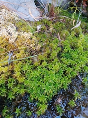 Sphagnum truncatum