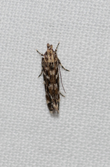 Otonoma anemois
